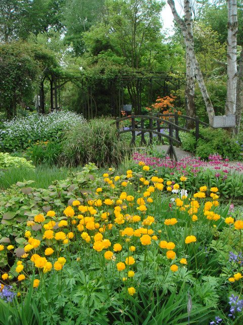 Trollius chinenis